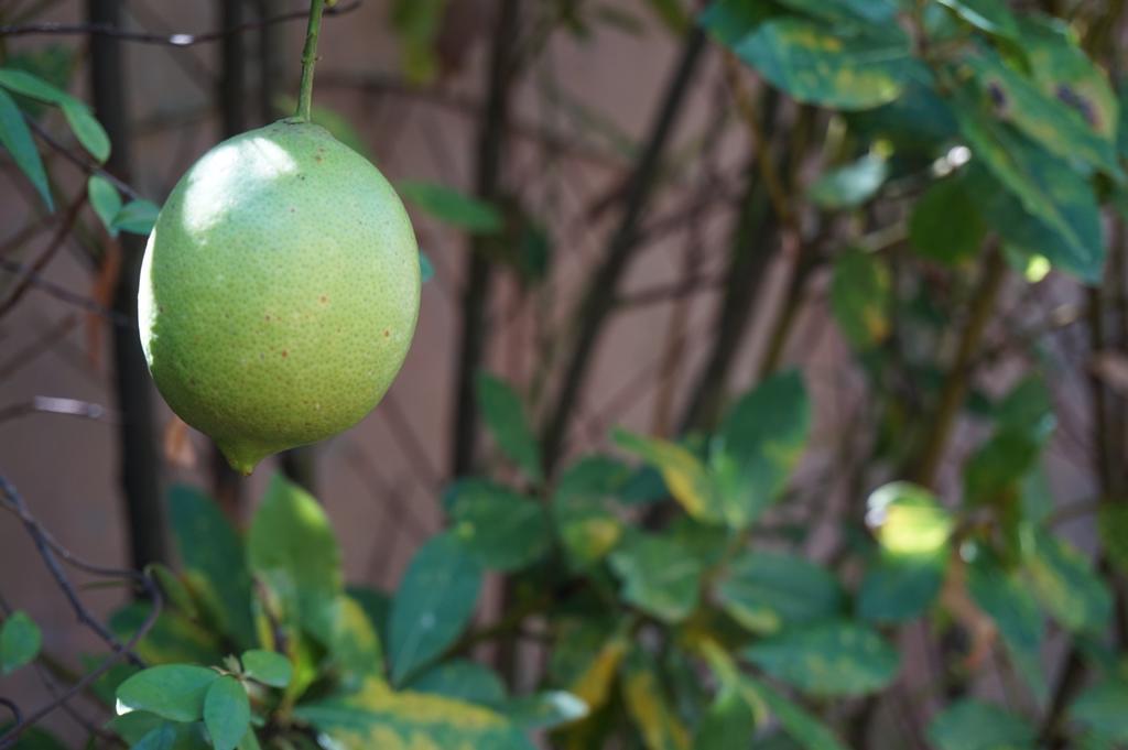 מלון רומא Antica Dimora Horti Luculliani מראה חיצוני תמונה